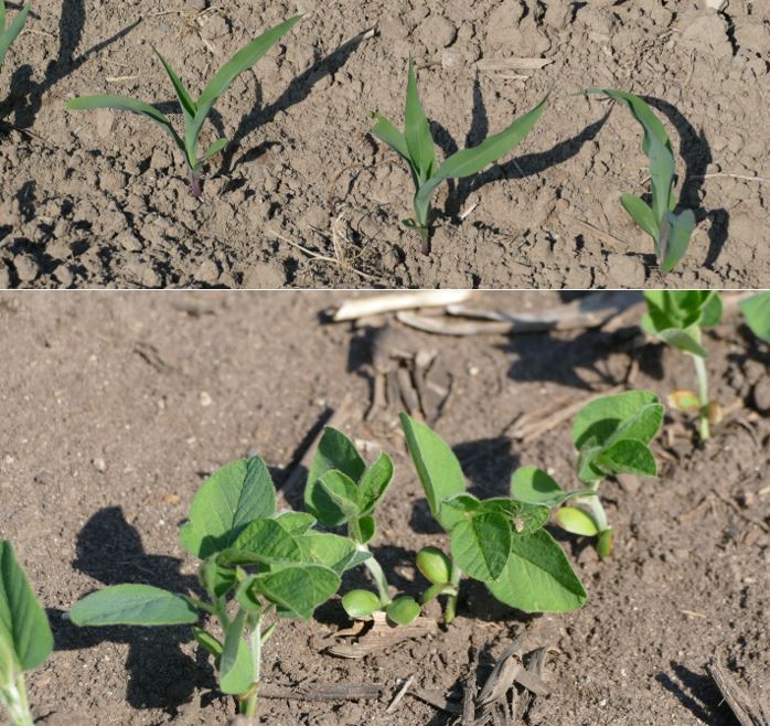 Corn and soybean together.
